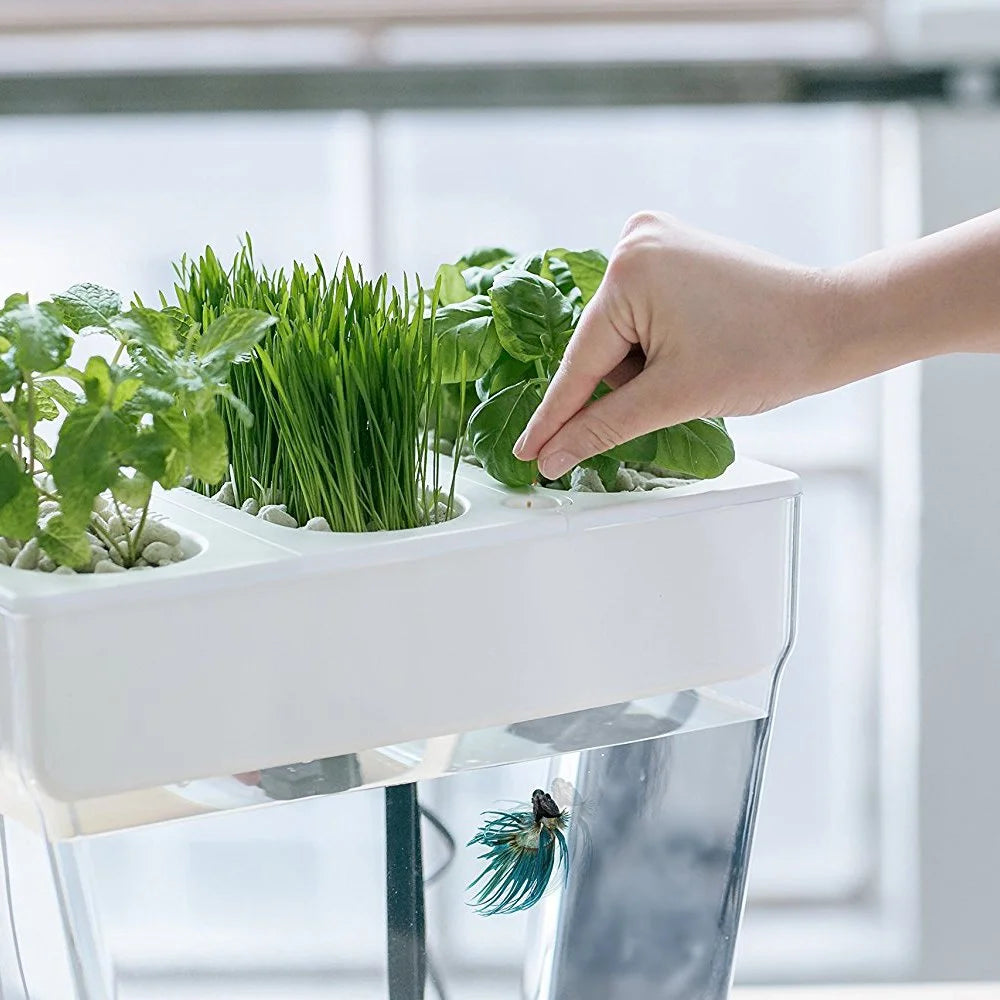 Back to the Roots 3 Gal. Self-Cleaning Aquaponic Water Garden Fish Tank Aquarium